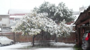 Arbres nevats. Per Alexandra