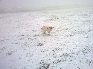 Ada, la gossa d'en Sergio al Barri de la Granja